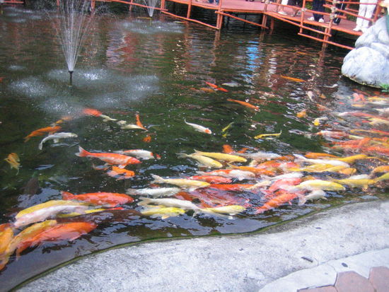 The Koi feeding frenzy