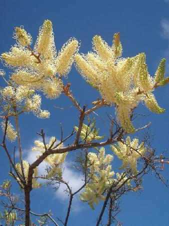 more flowers...