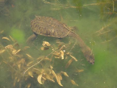 longneck turtle - funny, ey?