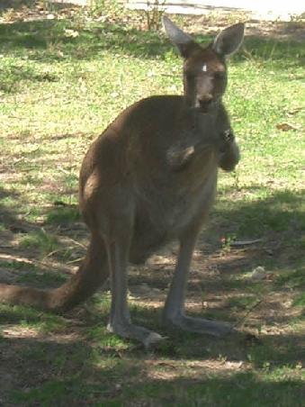 kangaroo very close