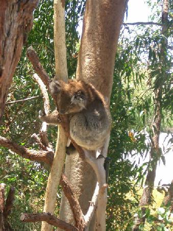 koala in tree - wot lazy buggers