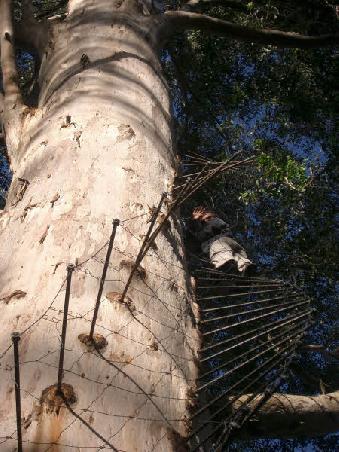 Marc being brave and climbing the 70m Gloucester tree