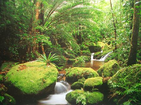 Rain Forest